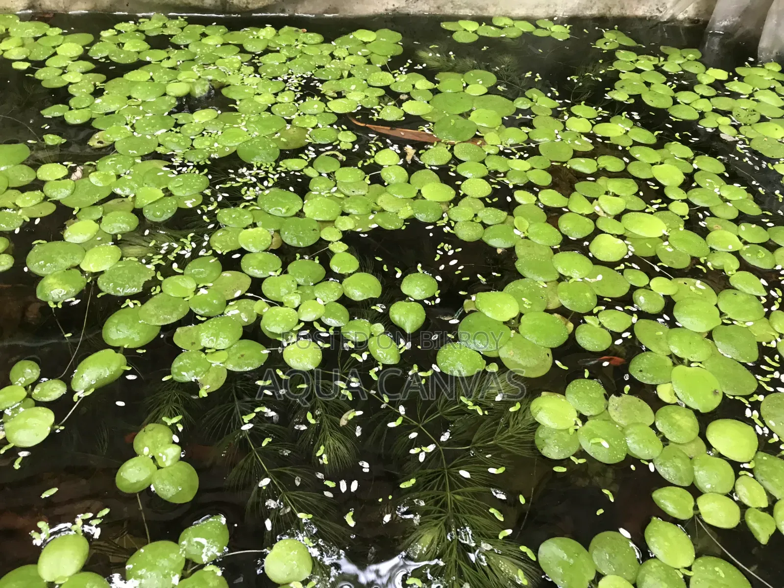 Frogbit Plants 22 pieces for 50 Taka