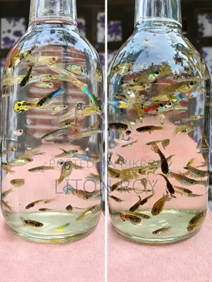Fancy Mix Guppy
