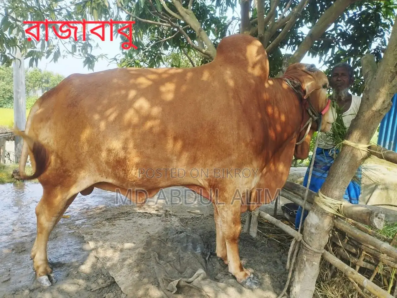 Cattle for Sale