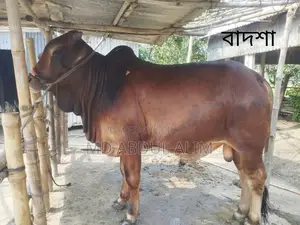 Cattle for Sale