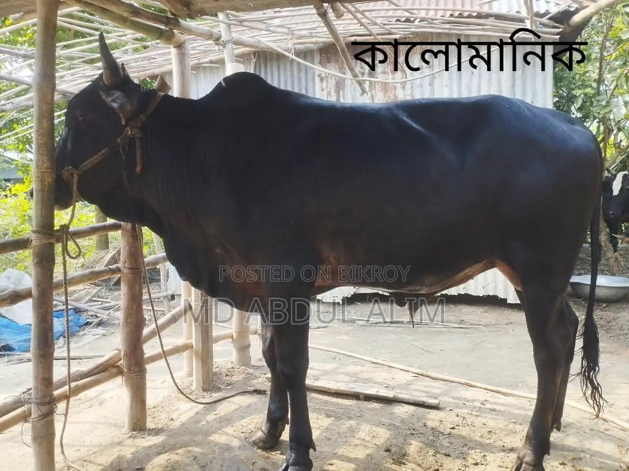 Cattle for Sale