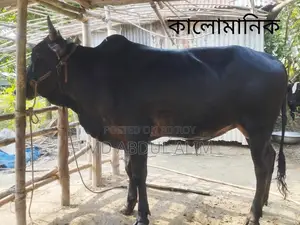 Cattle for Sale