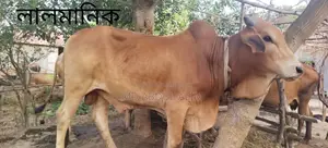 Cattle for Sale