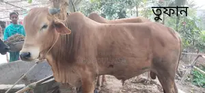 Cattle for Sale