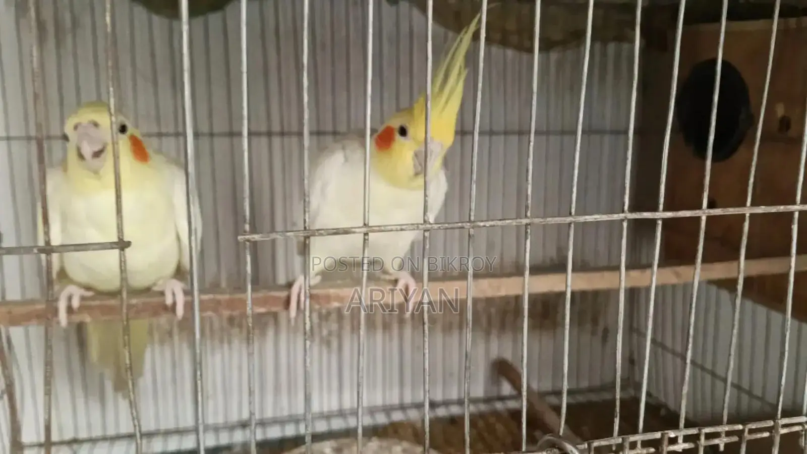 Lutino Cocatail