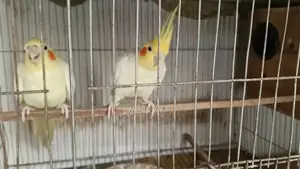 Lutino Cocatail
