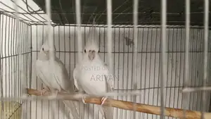 Albino Cocatail
