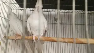Albino Cocatail