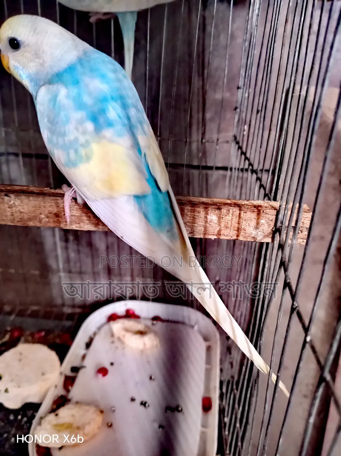 A pair of good mutation running budgie birds for sale