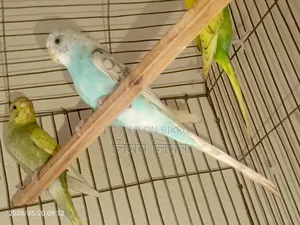 এডাল্ট ফিমেল বাজরিগর