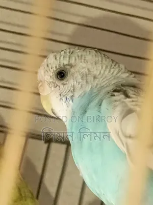 এডাল্ট ফিমেল বাজরিগর