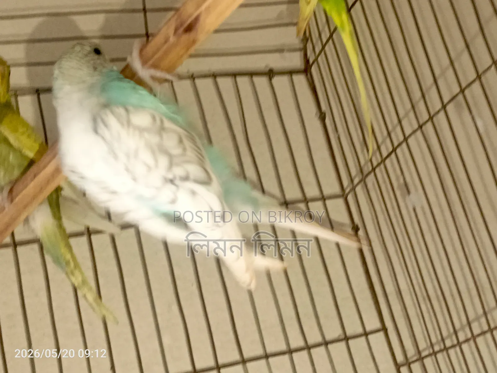 এডাল্ট ফিমেল বাজরিগর