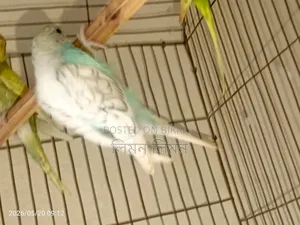 এডাল্ট ফিমেল বাজরিগর