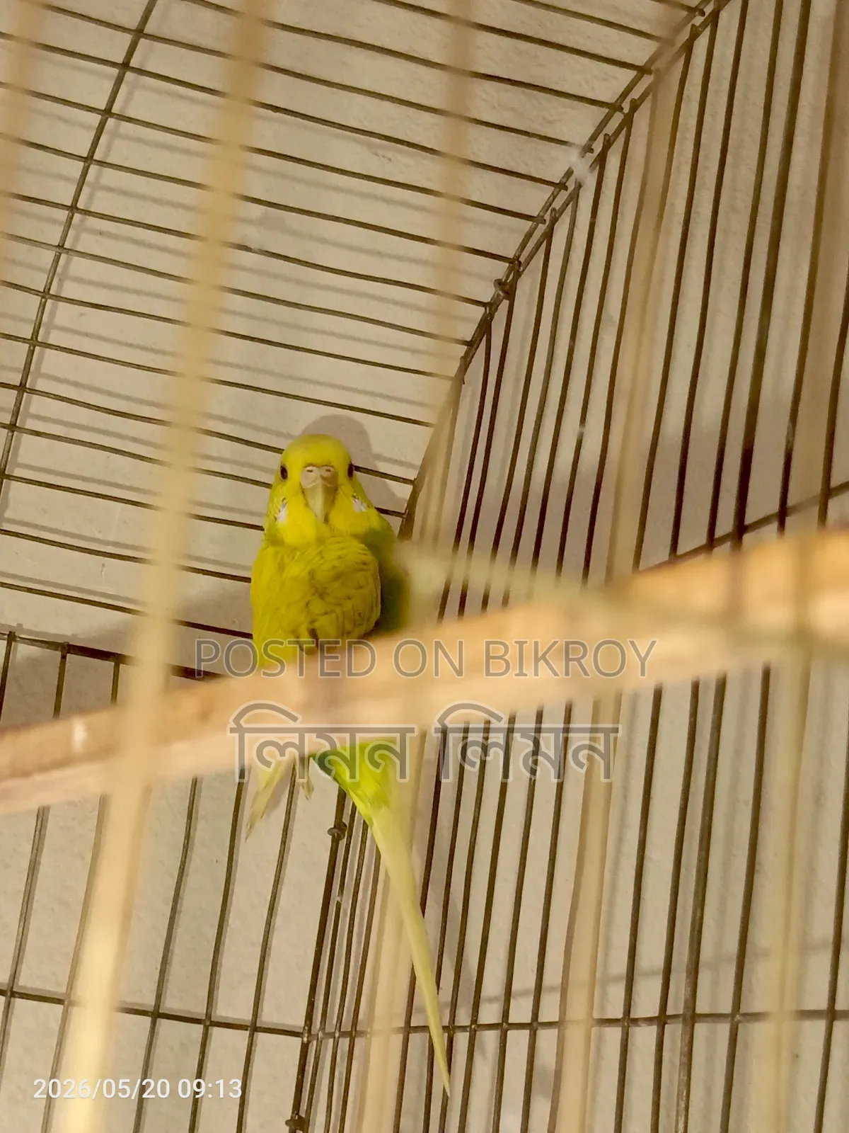 এডাল্ট ফিমেল বাজরিগর