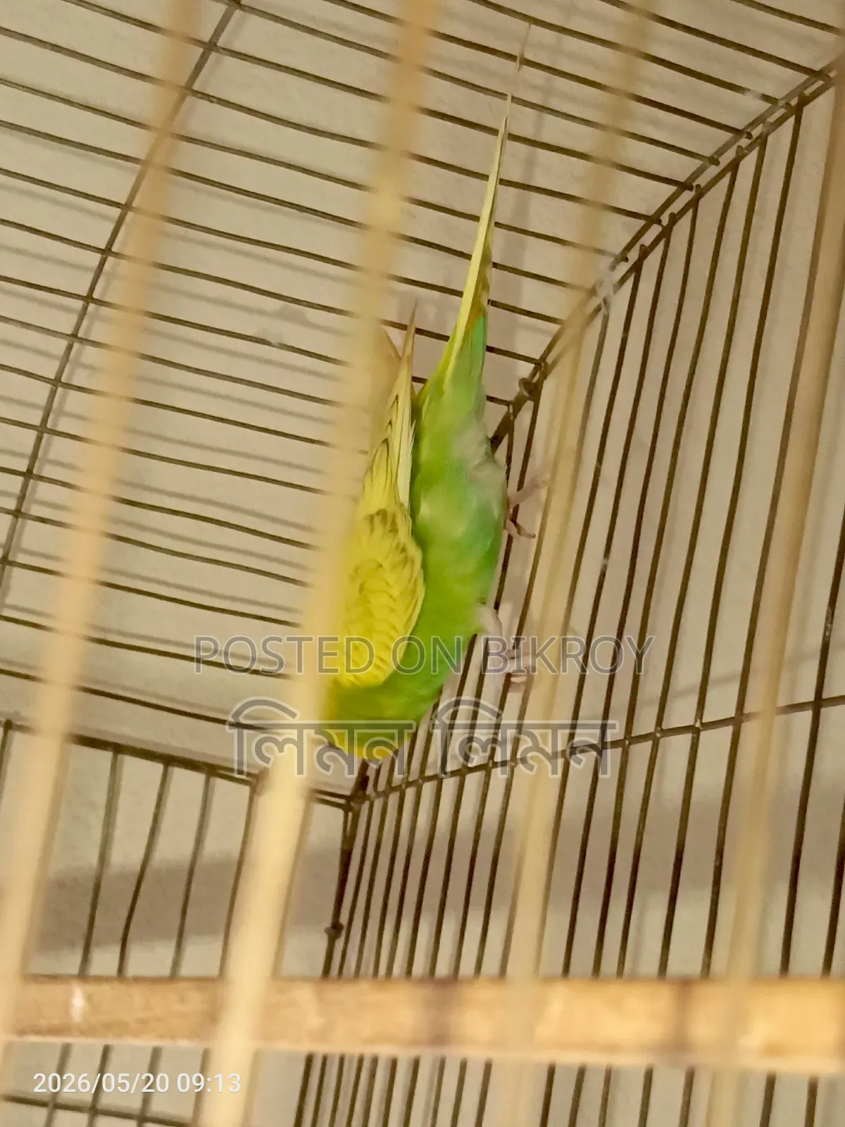 এডাল্ট ফিমেল বাজরিগর