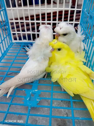 GP Budgie babies for sale