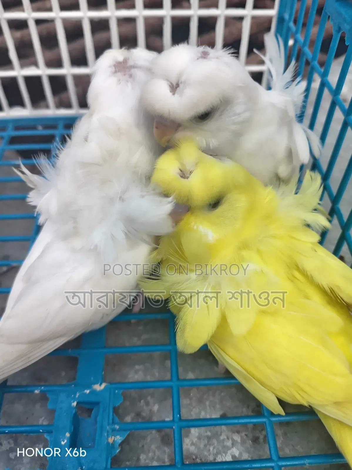 GP Budgie babies for sale