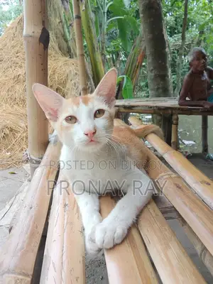 ৩-৬ মাস বয়সী মেল পিওরব্রেড বেঙ্গল
