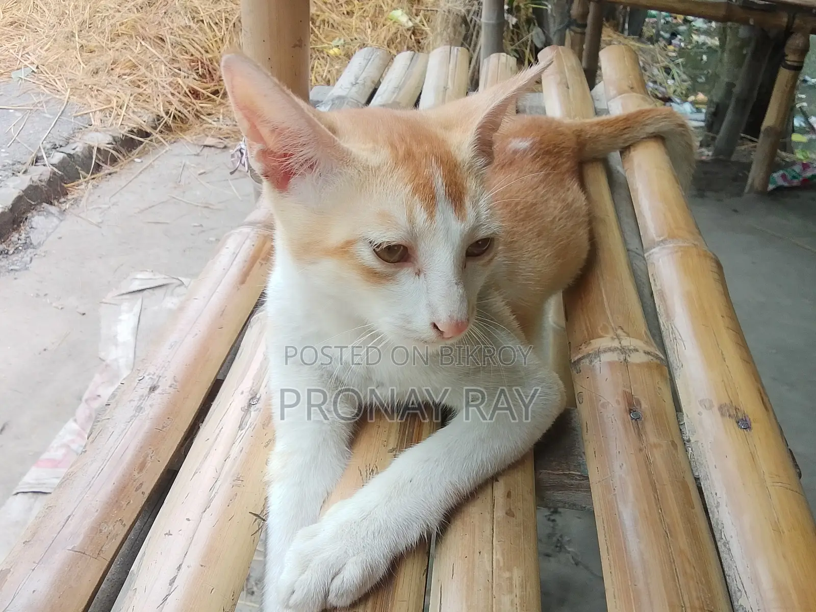 ৩-৬ মাস বয়সী মেল পিওরব্রেড বেঙ্গল