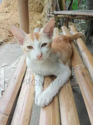 ৩-৬ মাস বয়সী মেল পিওরব্রেড বেঙ্গল