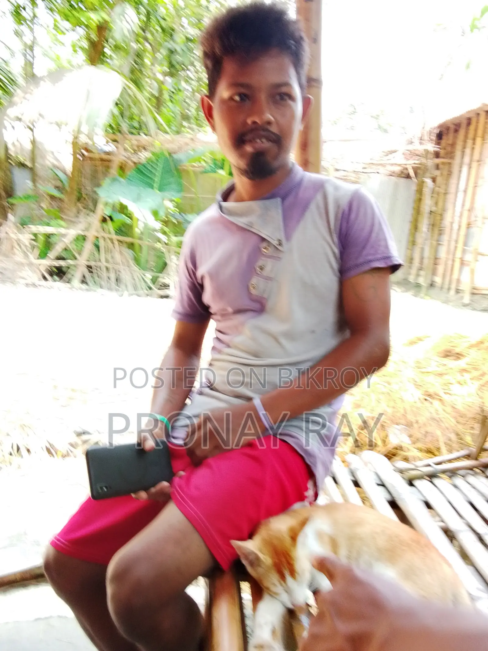 ৩-৬ মাস বয়সী মেল পিওরব্রেড বেঙ্গল