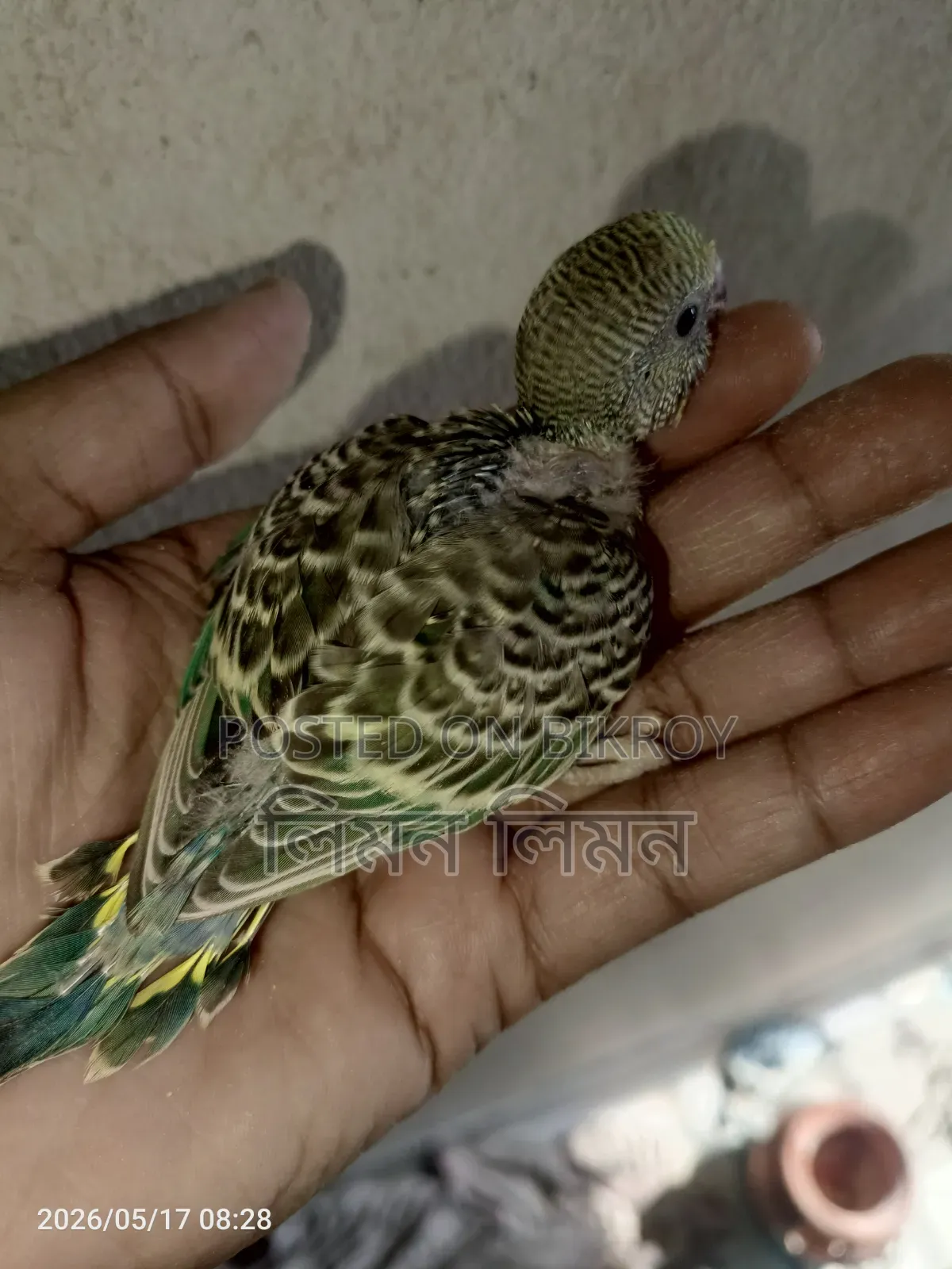 Budgie babies for sale