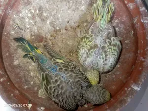 Budgie babies for sale