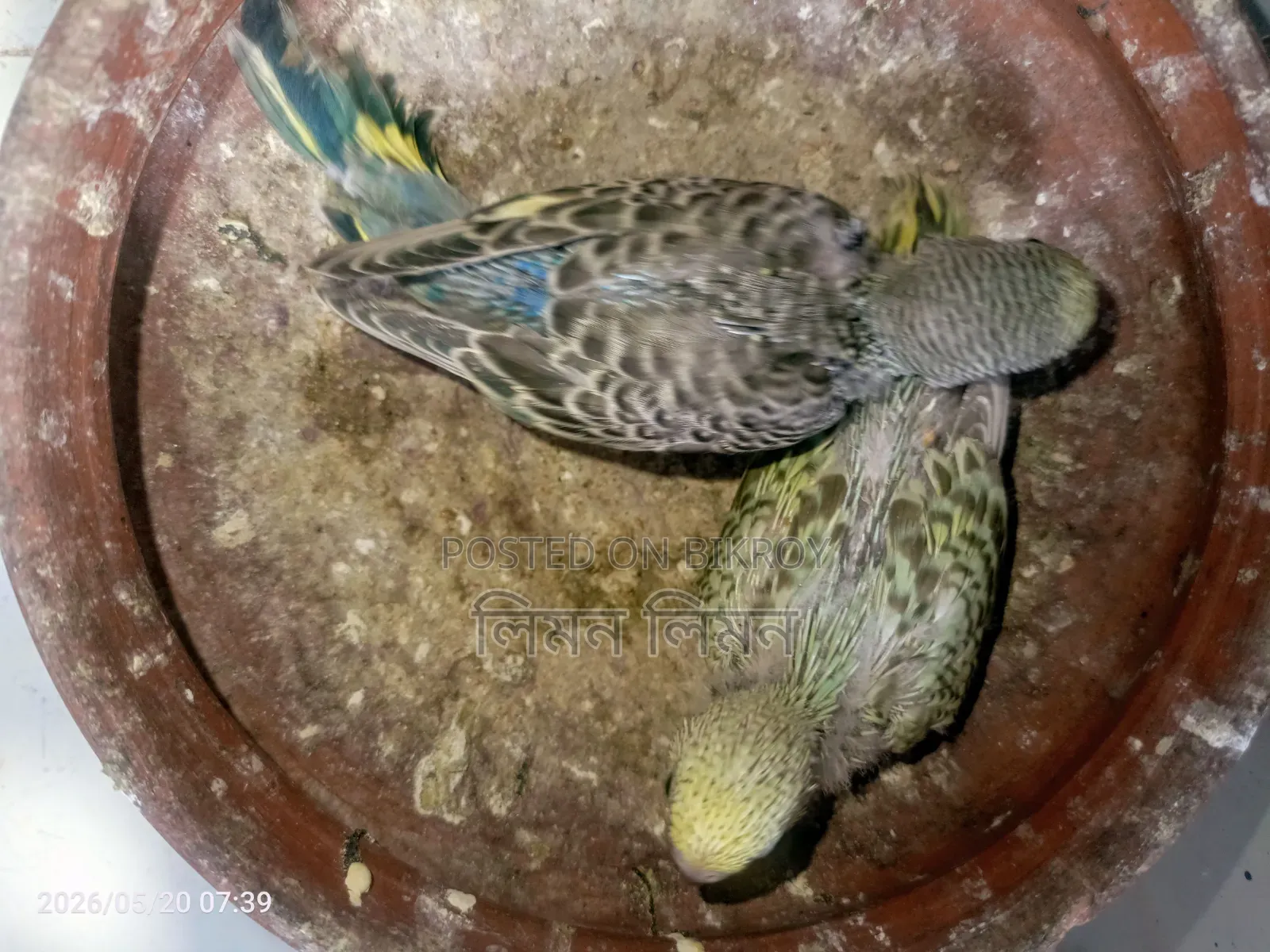 Budgie babies for sale