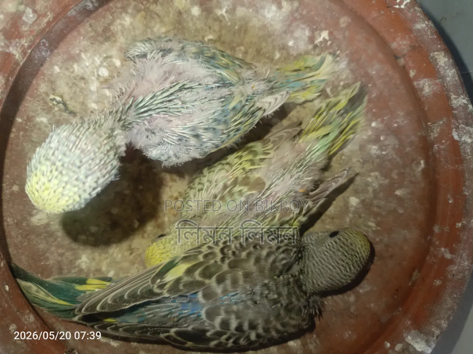 Budgie babies for sale