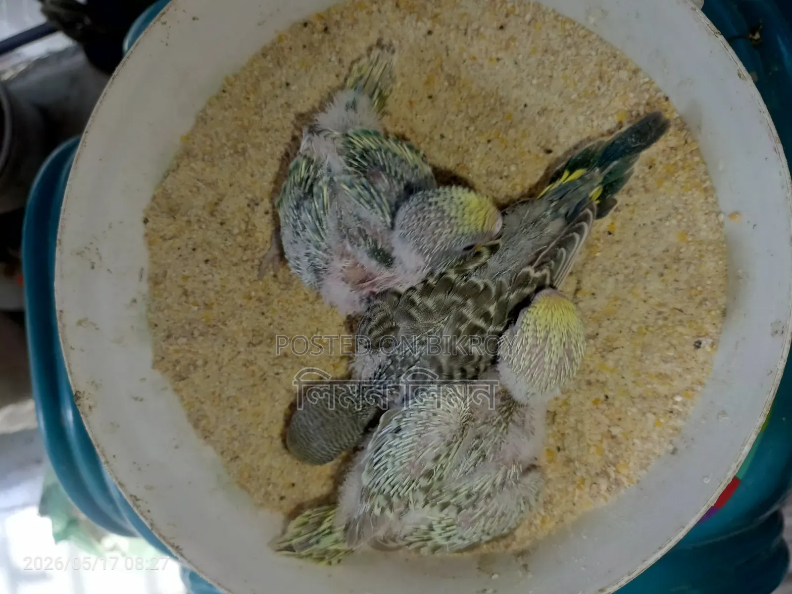 Budgie babies for sale
