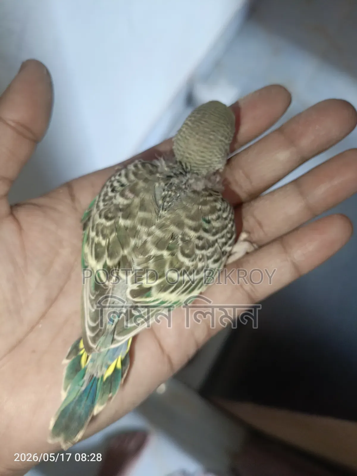 Budgie babies for sale