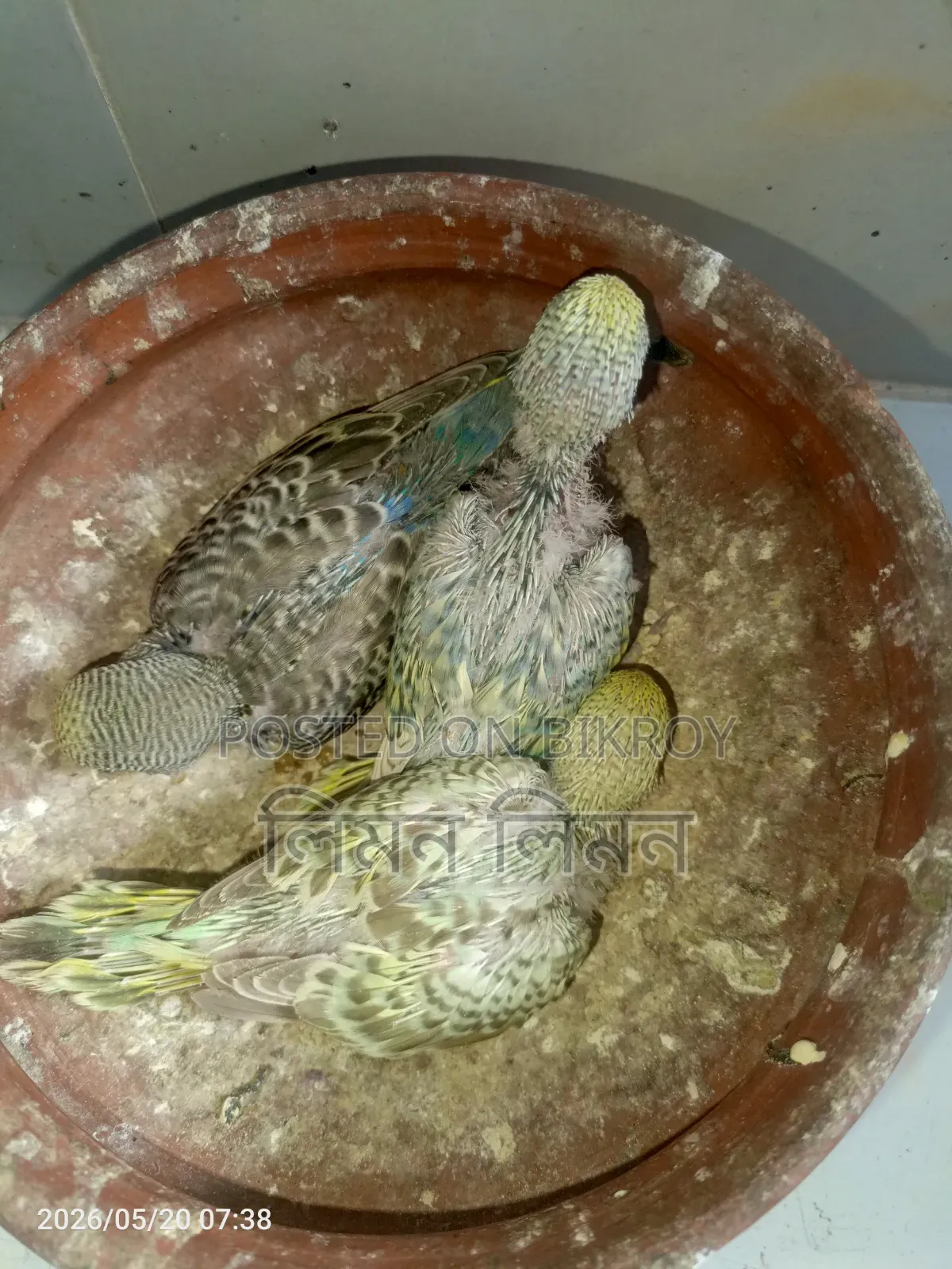 Budgie babies for sale