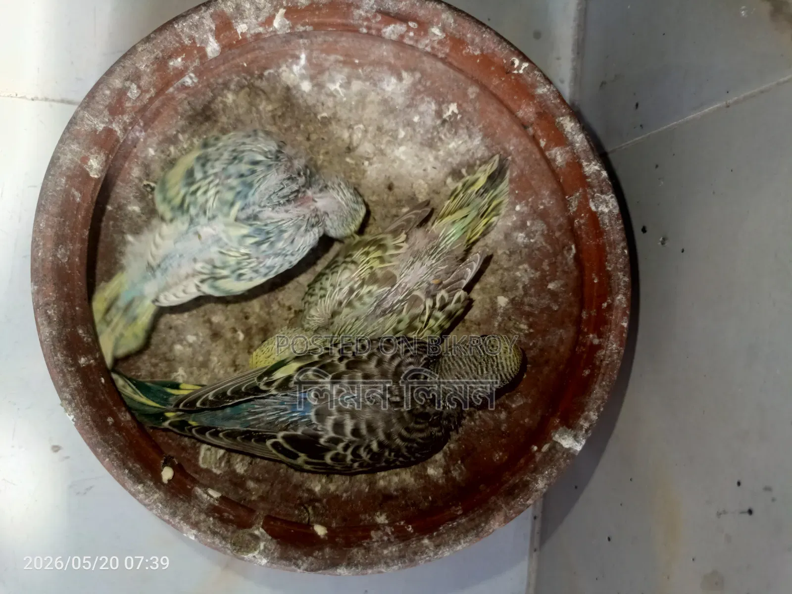 Budgie babies for sale