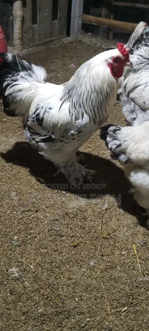 Laying Brahma Chicken for Sale