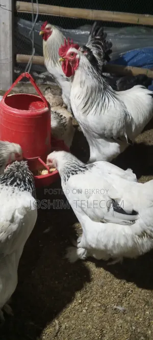 Laying Brahma Chicken for Sale