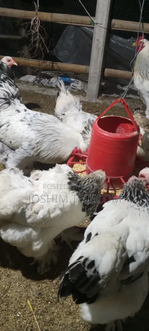 Laying Brahma Chicken for Sale