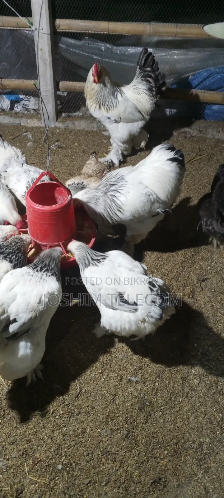 Laying Brahma Chicken for Sale