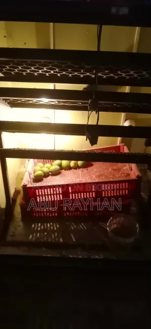 Automatic Egg Incubator
