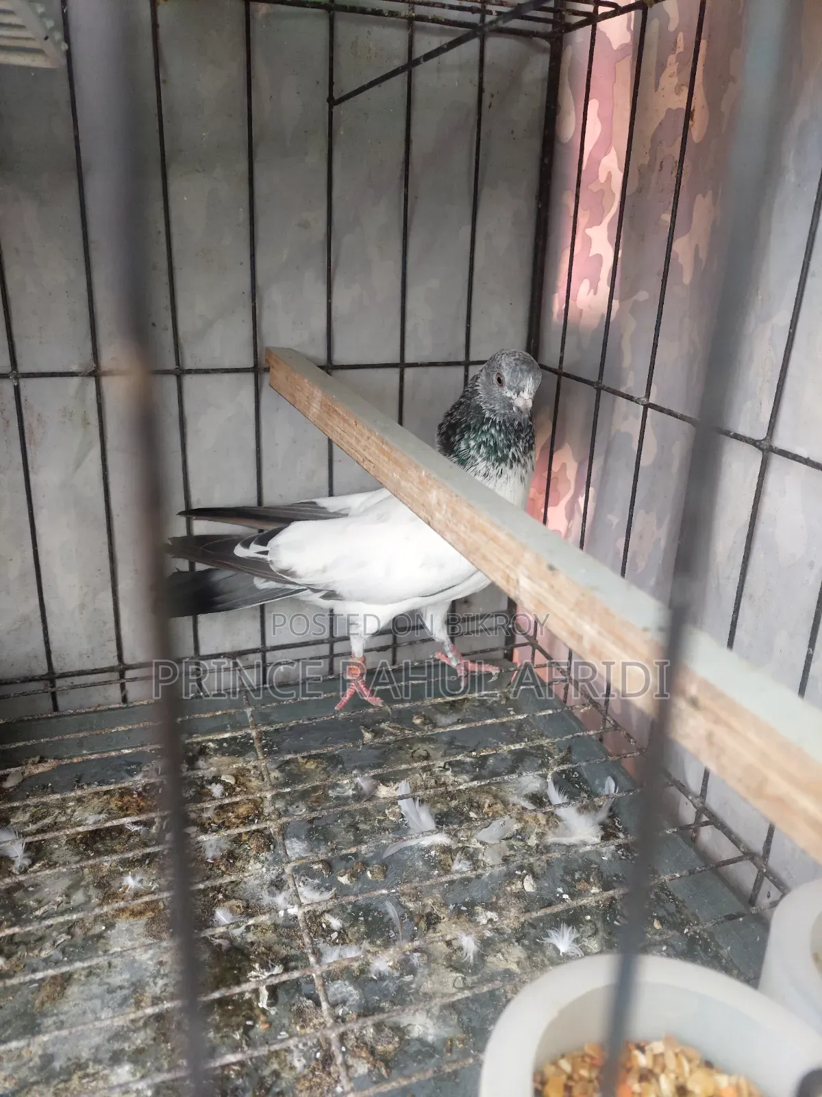 Green Golla pigeon for sale