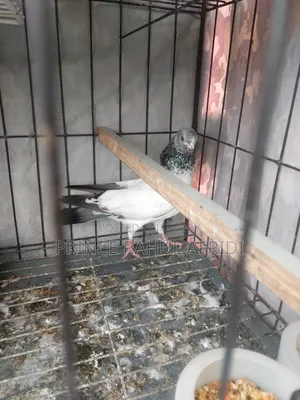 Green Golla pigeon for sale