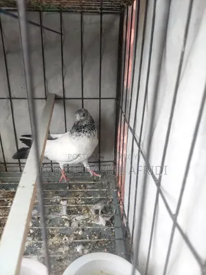 Green Golla pigeon for sale