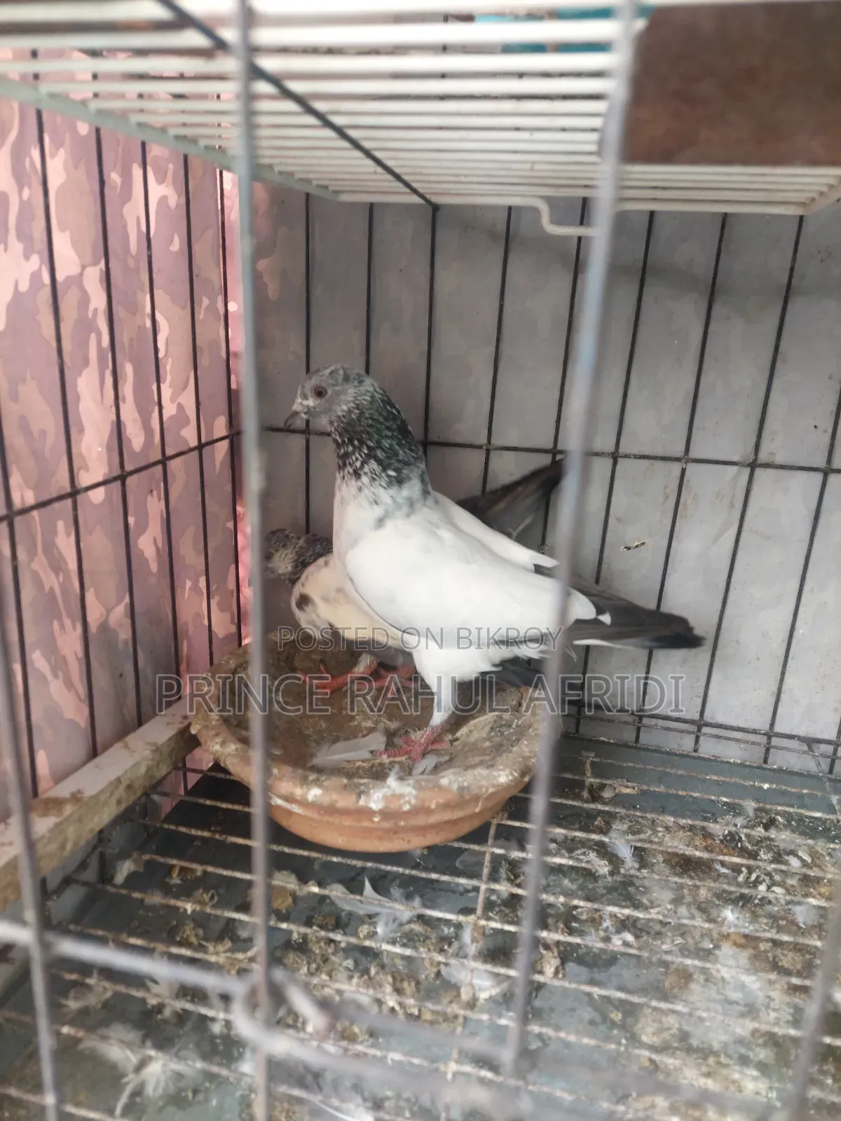 Green Golla pigeon for sale