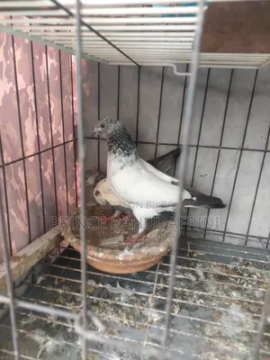 Green Golla pigeon for sale