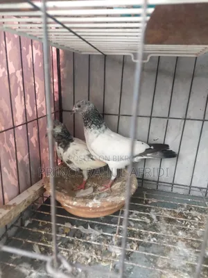 Green Golla pigeon for sale