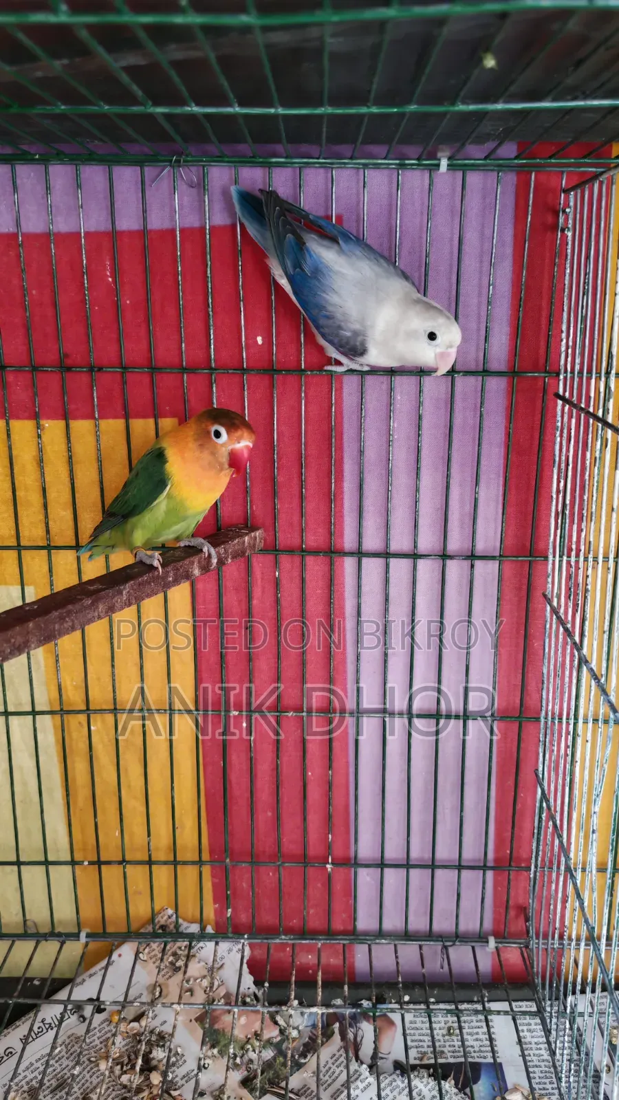 Lovebird for Sell