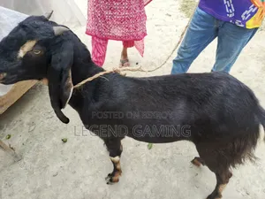 Castrated Goat for Qurbani for Sale