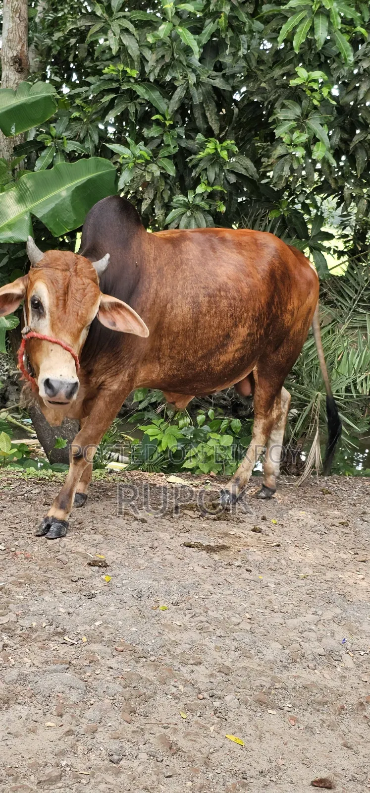 কোরবানির জন্য মোটা-তাজা দেশি গরু বিক্রয়
