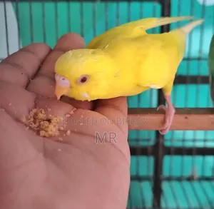 Lutino Adult Male Budgie