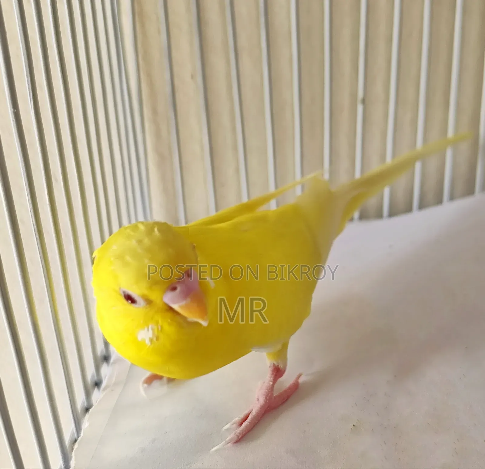 Lutino Adult Male Budgie
