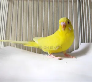 Lutino Adult Male Budgie